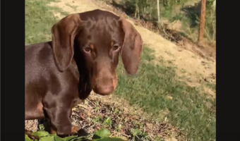 駆け回って遊んでいたダックスフンドにハプニング！斜面を駆け下りようとしたら・・コロコロ転がっていった！？【海外・動画】