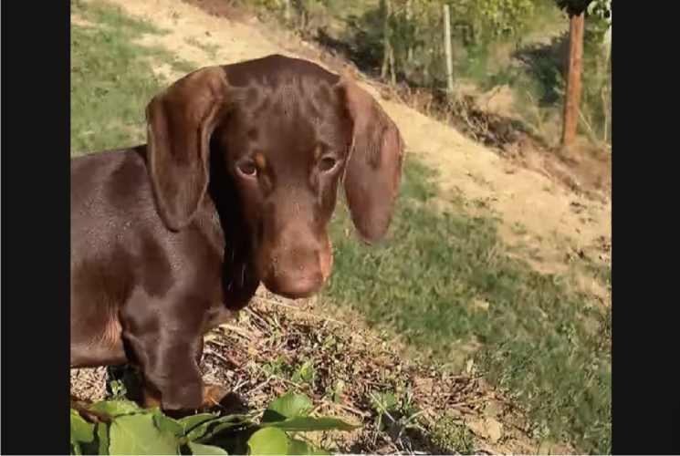 駆け回って遊んでいたダックスフンドにハプニング！斜面を駆け下りようとしたら・・コロコロ転がっていった！？【海外・動画】