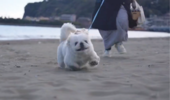 砂浜を楽しみすぎ!ぱたぱた走るペキニーズ犬がかわいすぎると話題に「オモチャみたいな動きでかわいい」