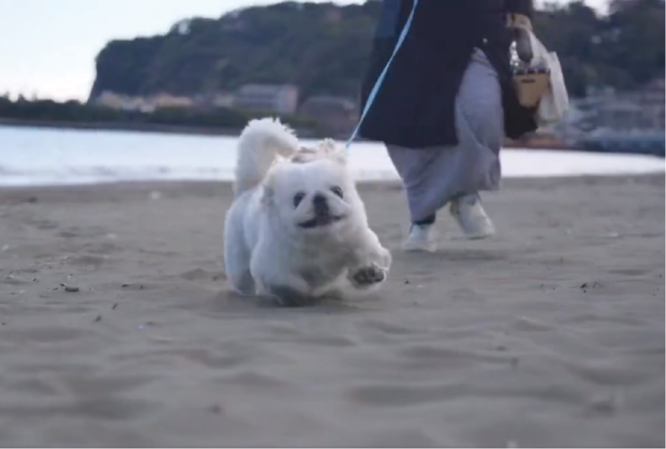 砂浜を楽しみすぎ！ぱたぱた走るペキニーズ犬がかわいすぎると話題に「オモチャみたいな動きでかわいい」