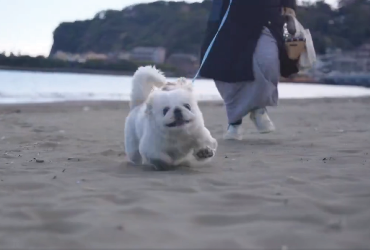 砂浜を楽しみすぎ!ぱたぱた走るペキニーズ犬がかわいすぎると話題に「オモチャみたいな動きでかわいい」