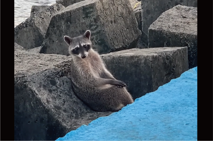 テトラポットの上にアライグマ！？ゆったりくつろぐ姿が絵になりすぎ！！【海外・動画】
