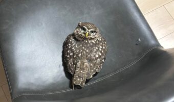 絶対どかないアピール?首をぐるんと回して訴えかけてくるフクロウが話題に「意思が強すぎる」「どんな可動域してるんだ」