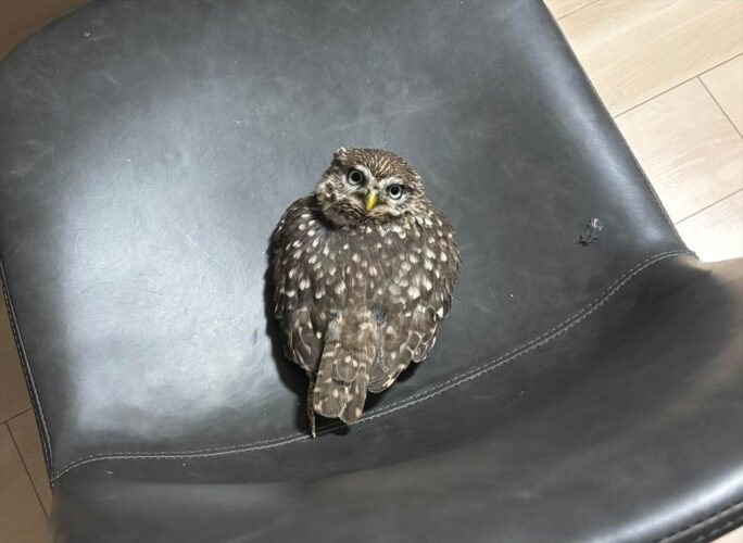 絶対どかないアピール？首をぐるんと回して訴えかけてくるフクロウが話題に「意思が強すぎる」「どんな可動域してるんだ」