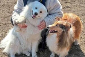 ナデナデしてもらえて優越感？サモエドがシェルティーに向ける表情が話題に「なんかのアニメに出てるよね」