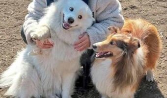 ナデナデしてもらえて優越感?サモエドがシェルティーに向ける表情が話題に「なんかのアニメに出てるよね」
