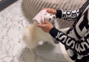 ポメラニアンは洋服を着るのがお上手！「どこで練習したの！？」「慣れたもんだよね」