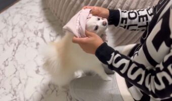 ポメラニアンは洋服を着るのがお上手!「どこで練習したの!?」「慣れたもんだよね」