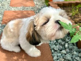 草花をくんくん！『くん活』中のシーズーがかわいすぎると話題に「かわいすぎます」「奇跡の瞬間ですね！」