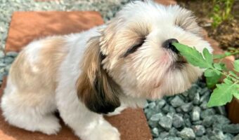 草花をくんくん!『くん活』中のシーズーがかわいすぎると話題に「かわいすぎます」「奇跡の瞬間ですね!」