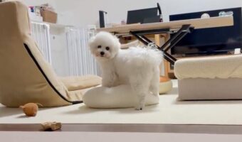 遊んでいる愛犬に声をかけたら・・、笑顔で駆け寄ってきてくれた!!「思わずぎゅーってしちゃいますね」