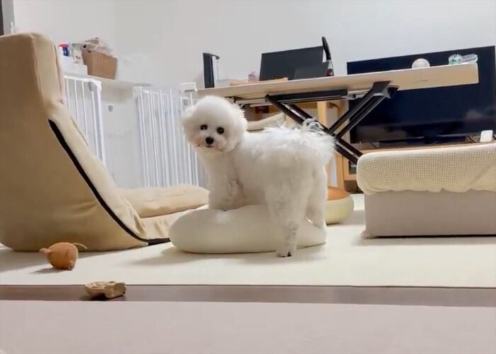 遊んでいる愛犬に声をかけたら・・、笑顔で駆け寄ってきてくれた！！「思わずぎゅーってしちゃいますね」