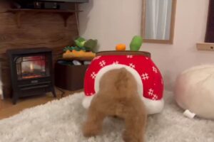 コタツに頭を突っ込んでノリノリのトイプードルがかわいすぎると反響「おしりフリフリでかわいい」「腰の入れ方がもう職人」