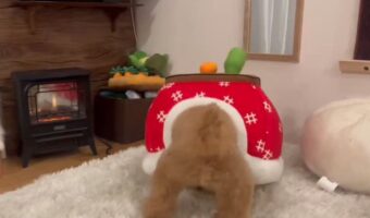 コタツに頭を突っ込んでノリノリのトイプードルがかわいすぎると反響「おしりフリフリでかわいい」「腰の入れ方がもう職人」
