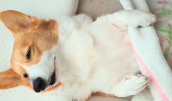 寝起きのコーギーがかわいすぎると反響!「 みょ〜んてなるとこが面白い」「後脚を重ねてるのがたまりません」