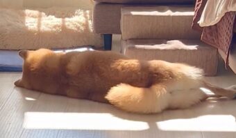 オヤツの余韻に浸る柴犬!横になった後ろ姿が話題に「しっぽから喜びがわかる」「夢はおやつの夢」