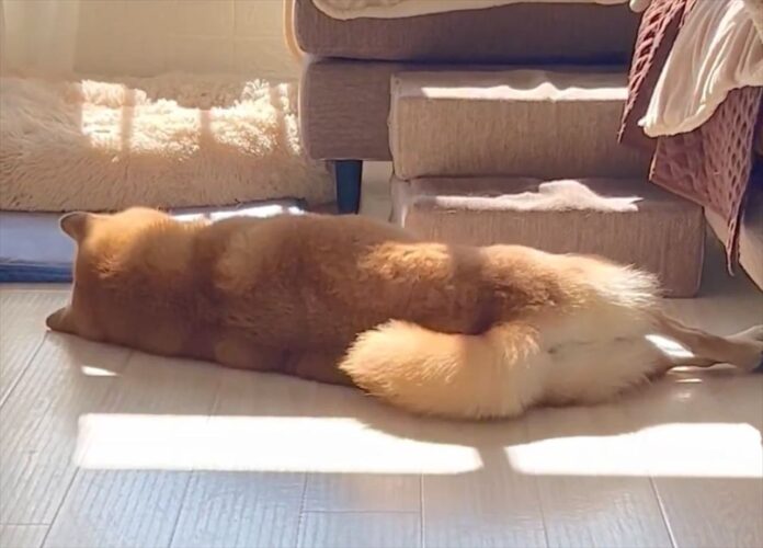 オヤツの余韻に浸る柴犬！横になった後ろ姿が話題に「しっぽから喜びがわかる」「夢はおやつの夢」