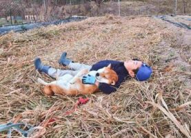 仲良くウトウト。藁の上で気持ちよさそうに横になる子供と柴犬の姿が話題に！「藁って何気に暖かい」「素敵な腕枕で幸せそう」