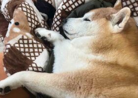 飼い主さんのダウンの上で眠る柴犬が話題に「ママさんの温もり感じてたんですね」「安心して眠ってる」