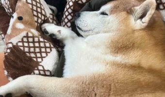 飼い主さんのダウンの上で眠る柴犬が話題に「ママさんの温もり感じてたんですね」「安心して眠ってる」