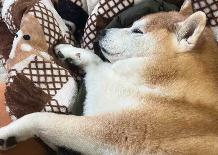 飼い主さんのダウンの上で眠る柴犬が話題に「ママさんの温もり感じてたんですね」「安心して眠ってる」