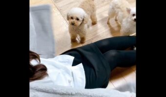 愛犬2匹をまとめてぎゅ～っ！吸い込まれていく光景が話題に「かわいすぎる」「犬吸い込み機」