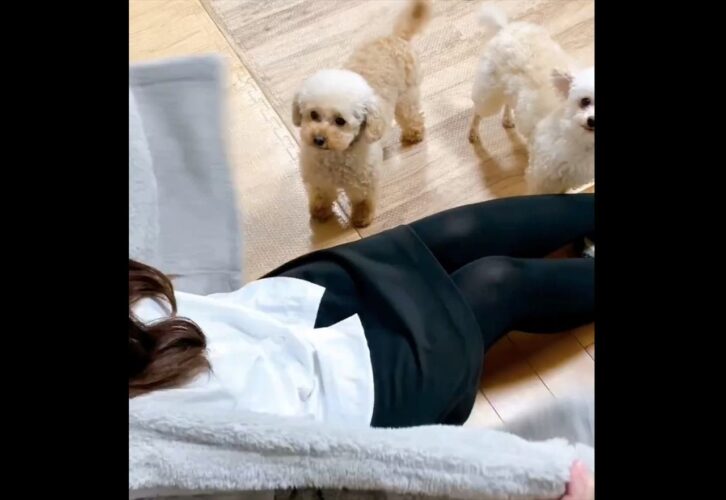 愛犬2匹をまとめてぎゅ～っ！吸い込まれていく光景が話題に「かわいすぎる」「犬吸い込み機」