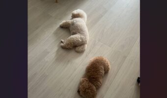 床にポテっ。寝転がる愛犬たちがかわいすぎると話題に「踏んじゃダメだよー」「モップ機能付きの新型ワンバ」