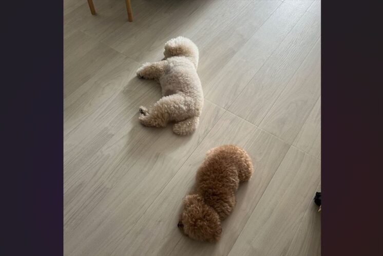 床にポテっ。寝転がる愛犬たちがかわいすぎると話題に「踏んじゃダメだよー」「モップ機能付きの新型ワンバ」