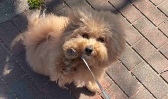 おさんぽ中に愛犬に「ハーイ」してもらったら・・。愛しさが爆発してしまうワンシーンが話題に