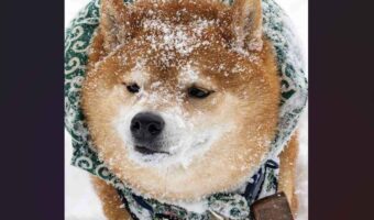 雪が薄く積もってシュガー揚げパンみたいになっている柴犬が話題に！「粉砂糖たっぷりで甘くておいしいね」「かわいくて皆に食べられちゃうね」