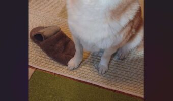 柴犬がスリッパを破壊！？イタズラ後の表情が話題に「やり切った感半端ない」「悟りを開いてる顔にもドヤ顔にも見える」