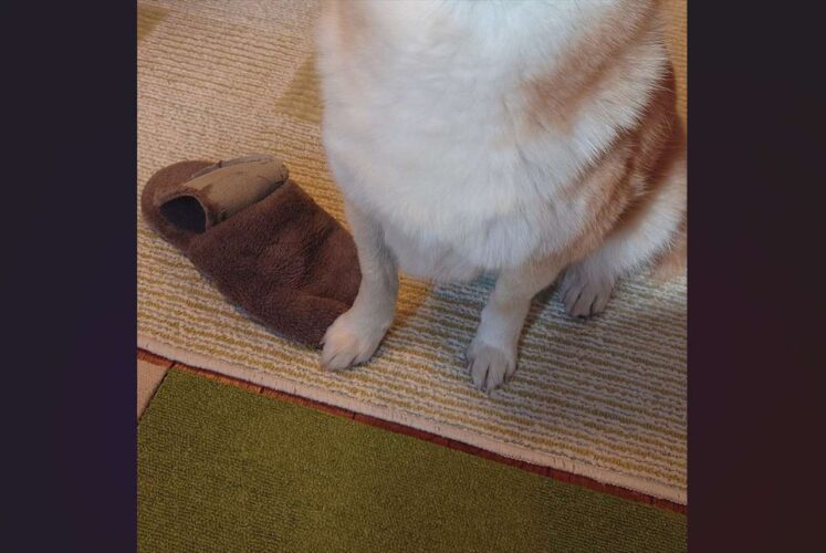 柴犬がスリッパを破壊！？イタズラ後の表情が話題に「やり切った感半端ない」「悟りを開いてる顔にもドヤ顔にも見える」