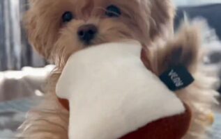 遊ぼうアピールがかわいすぎるマルプーに反響！「これは拒否権微塵もない」「パンだね～パンパパン」