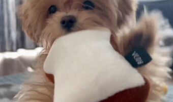 遊ぼうアピールがかわいすぎるマルプーに反響!「これは拒否権微塵もない」「パンだね~パンパパン」