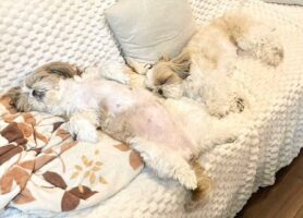 6人掛けの大きなソファを愛犬のシーズーたちが独占！のびのびくつろぐ姿が話題に「馴染んでますね」「ダイナミックなヘソ天」
