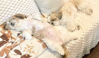 6人掛けの大きなソファを愛犬のシーズーたちが独占!のびのびくつろぐ姿が話題に「馴染んでますね」「ダイナミックなヘソ天」