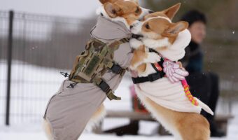 雪の上ではっけよ~い!相撲をとるコーギーたちに反響「かわいいが過ぎてたらない」「コーギー相撲2月場所」