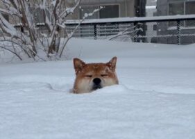 雪を堪能する柴犬。雪風呂を浴びる姿が話題に「雪に埋まってるのに温泉に入ってるみたい」「冷たくないのかな」