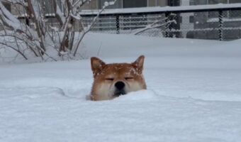 雪を堪能する柴犬。雪風呂を浴びる姿が話題に「雪に埋まってるのに温泉に入ってるみたい」「冷たくないのかな」