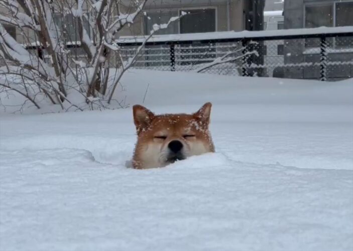 雪を堪能する柴犬。雪風呂を浴びる姿が話題に「雪に埋まってるのに温泉に入ってるみたい」「冷たくないのかな」