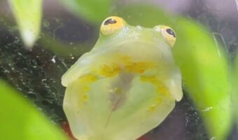 カエルがウトウト・・。眠る準備をする姿に反響「我慢の限界でおめめつぶるのかわいい」「足だけじゃなく目もしまっちゃうんですね」