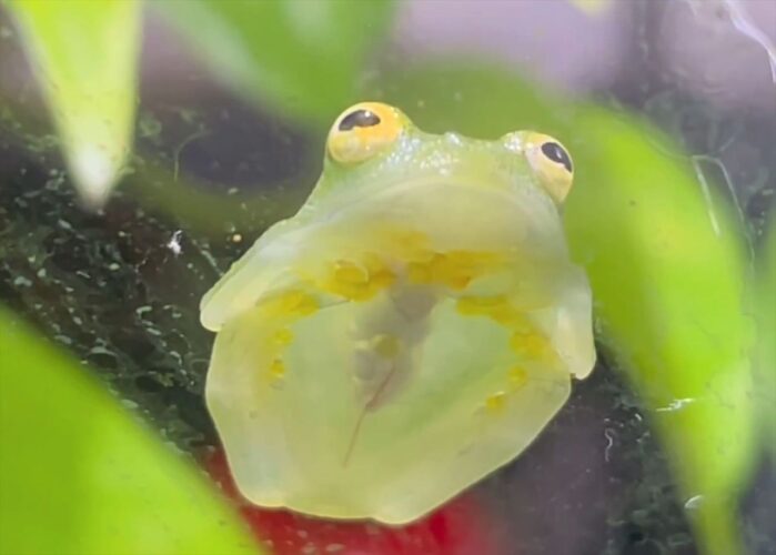 カエルがウトウト・・。眠る準備をする姿に反響「我慢の限界でおめめつぶるのかわいい」「足だけじゃなく目もしまっちゃうんですね」