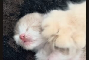 寝ている間も子猫をコネコネ！母ネコの愛情たっぷりな行動が微笑ましい！【海外・動画】