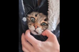 着る毛布の内側からヨイショ～！ホッカホカになって出てくるネコに反響「プルって出てきてかわいい」