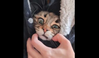 着る毛布の内側からヨイショ～！ホッカホカになって出てくるネコに反響「プルって出てきてかわいい」