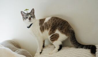 葉っぱのヘアピンを付けられたネコ。気付くことなくそのまま過ごす様子が話題に「花咲くかな?」「ミントが生えた」