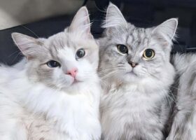 くっつくネコたち。おててを重ねると・・ハートができました！！「あざとかわいすぎ」「キュンキュンしちゃいました」