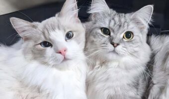 くっつくネコたち。おててを重ねると・・ハートができました!!「あざとかわいすぎ」「キュンキュンしちゃいました」
