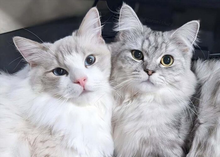 くっつくネコたち。おててを重ねると・・ハートができました！！「あざとかわいすぎ」「キュンキュンしちゃいました」